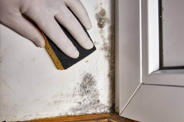 Best Airborne Mold Testing  in Solvang, CA
